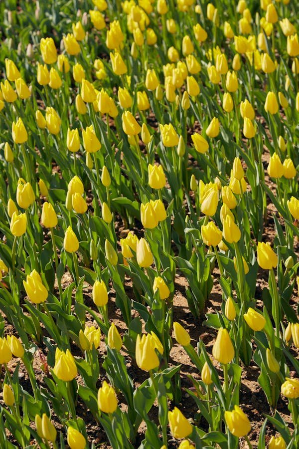 Mesurez avec précision grâce à la sonde tensiométrique